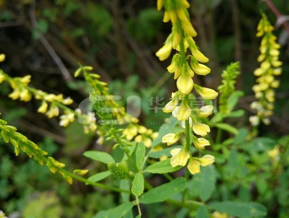 草桂花