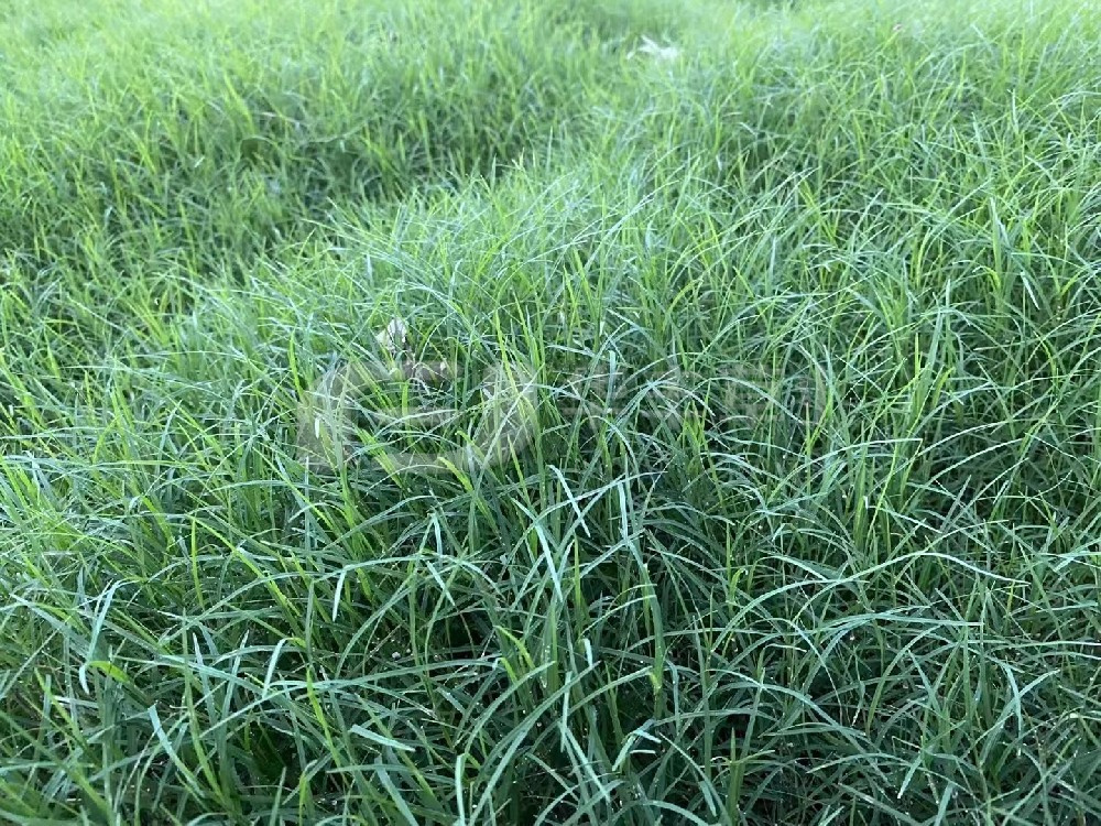 草坪建植的步骤重要分为哪两种？