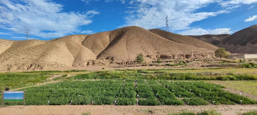 rb88随行版草业苜蓿种质资源圃建成