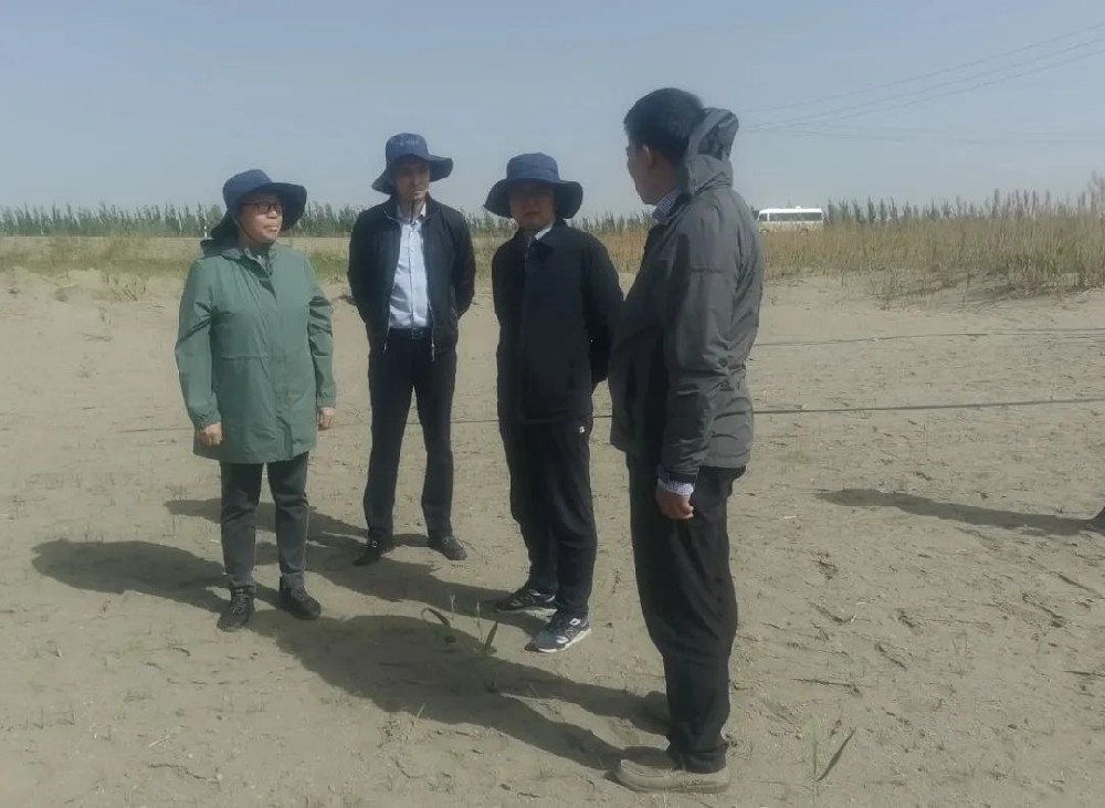 中国科学院曹晨风院士五一期间，不辞劳累，亲临领导“田菁”在戈壁盐碱地种植